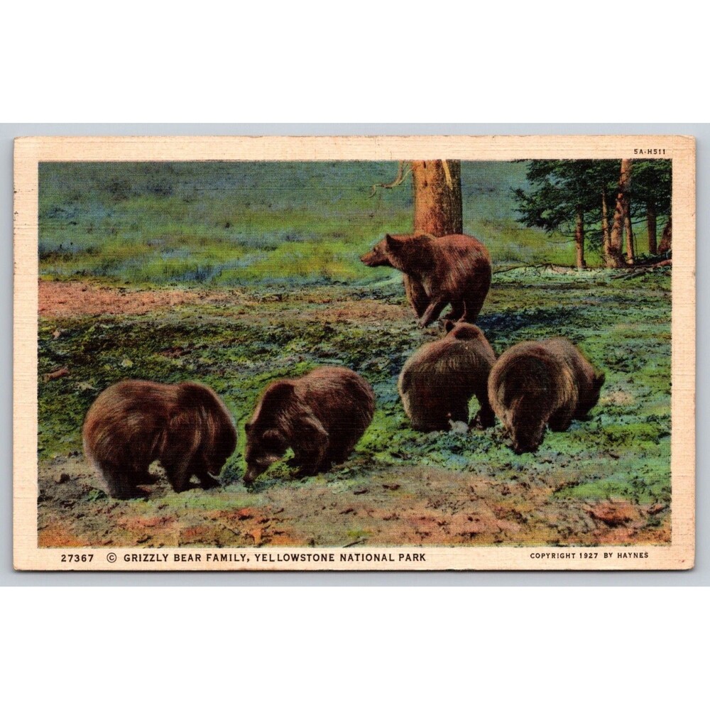 Postcard Wyoming Yellowstone National Park Grizzly Bear Family Posted 1936 Stamp